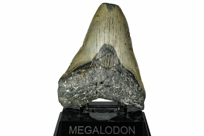 Fossil Megalodon Tooth - North Carolina #319921